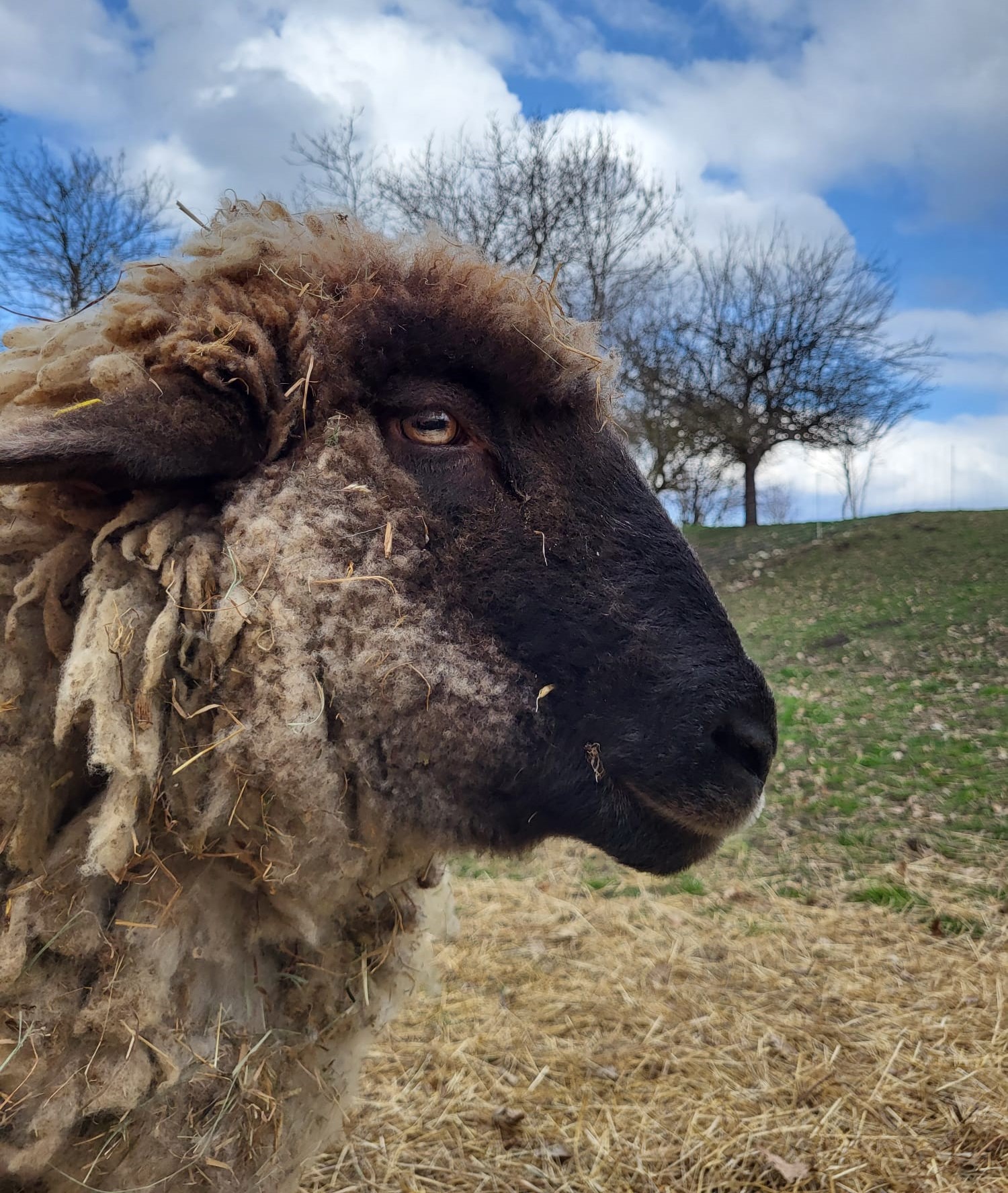 Bobby – Der Fels in der Brandung