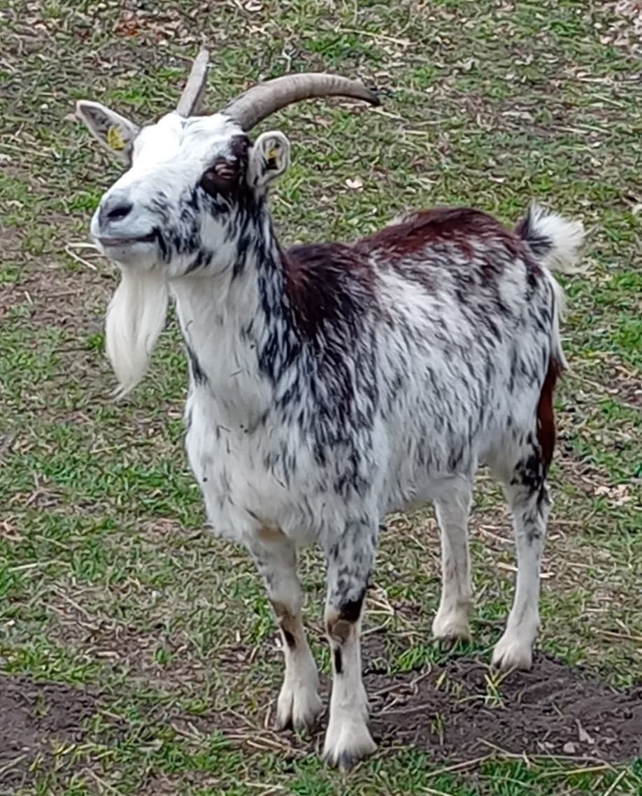 Finja – Die Entdeckerin