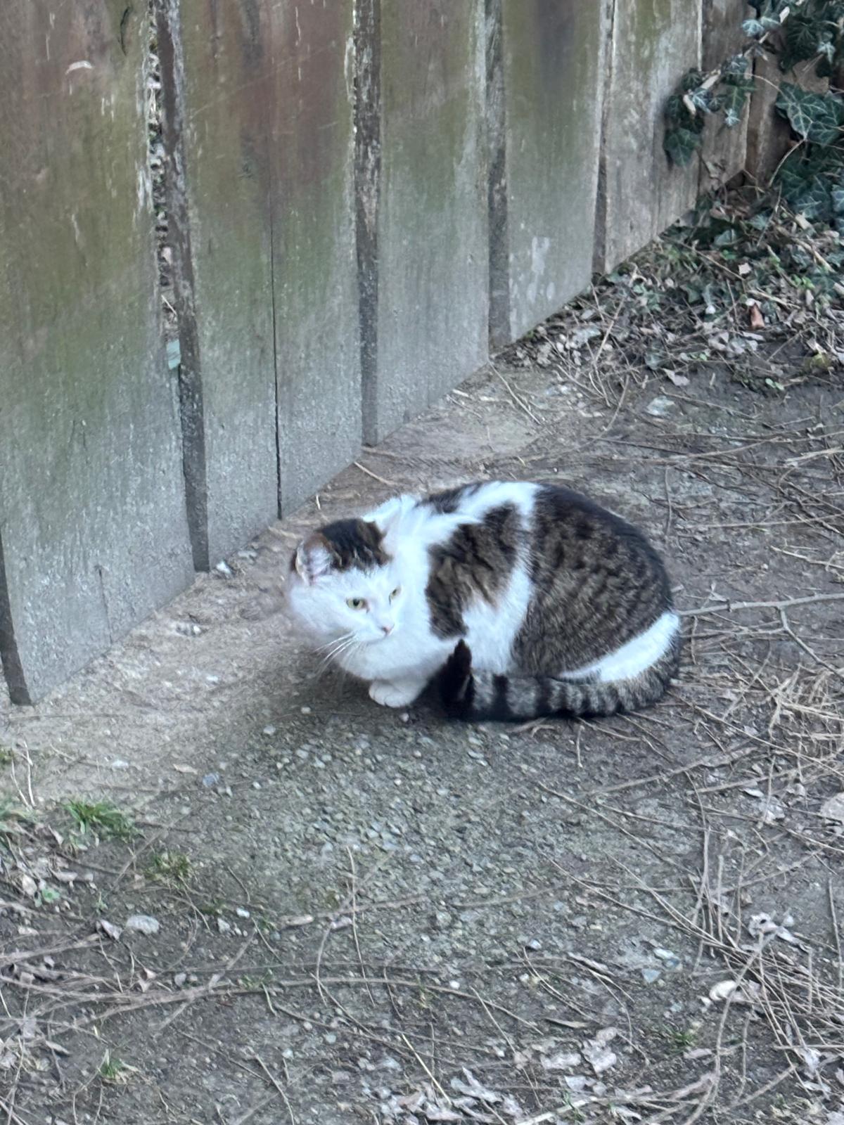 Flipsi – Die leise Beobachterin