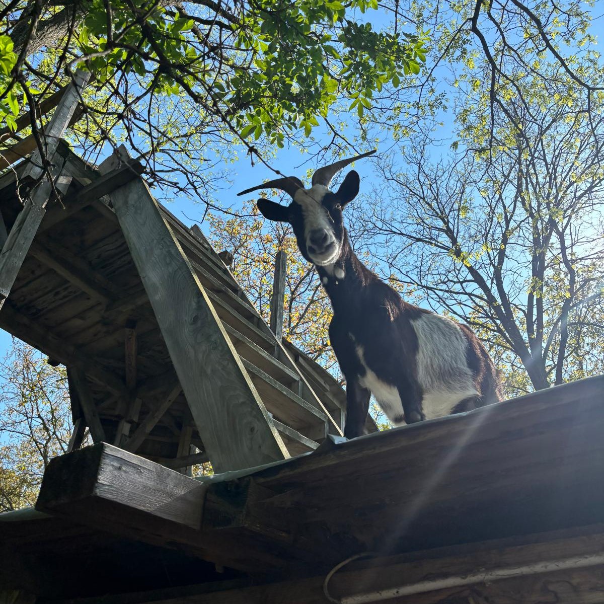 Glöckchen – Die Seelentrösterin
