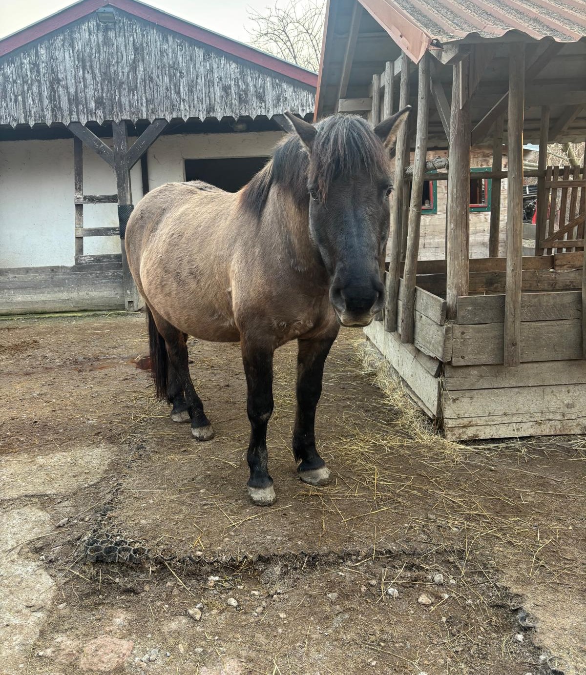 Gobi - Der Mutmacher