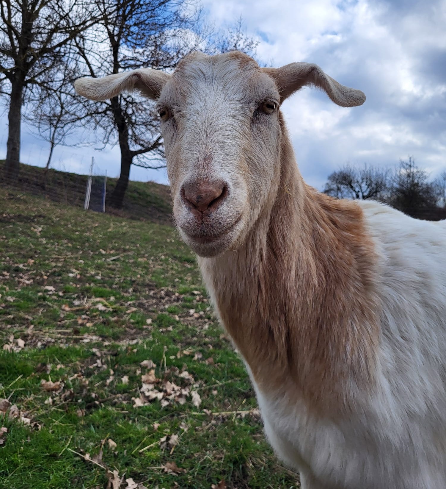 Leopold – Der Grenzen-Tester