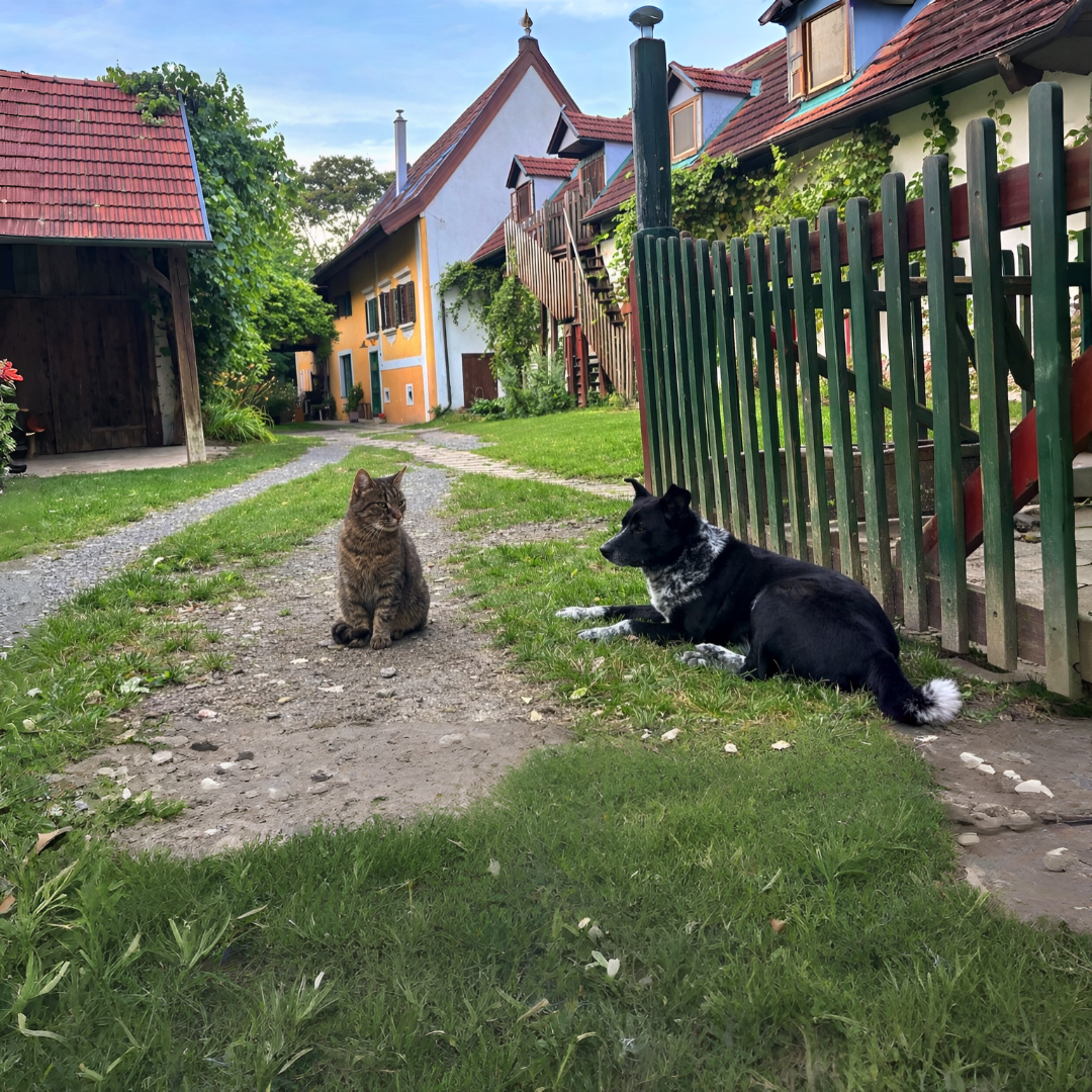 Lilly & Nana – Die Hof-Omas