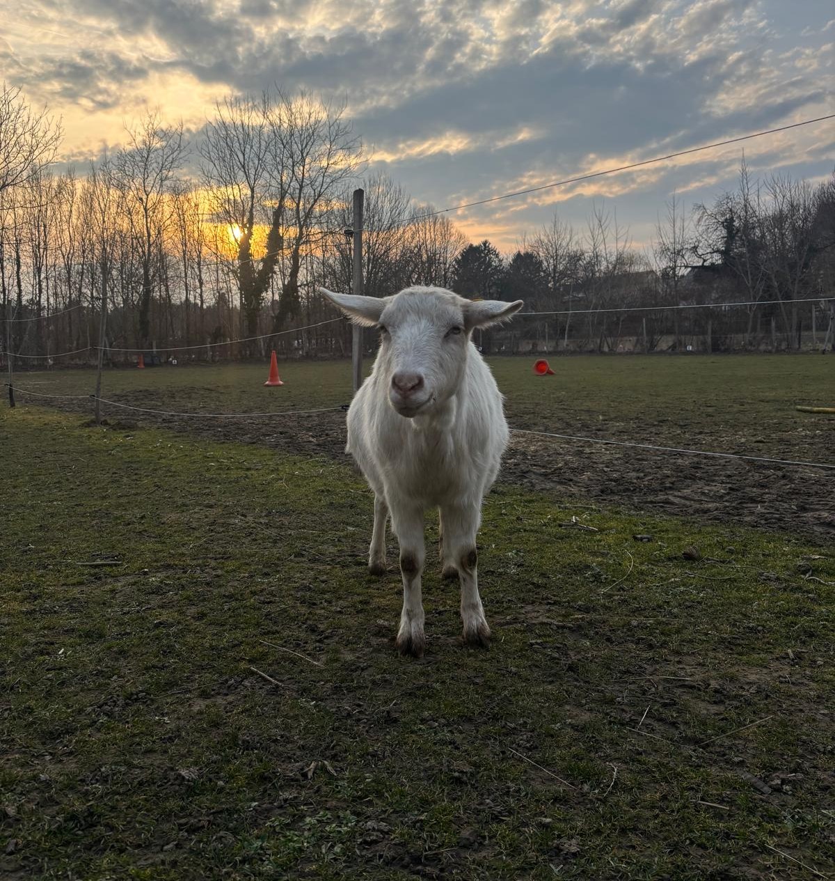 Luisa – Die Gelassene