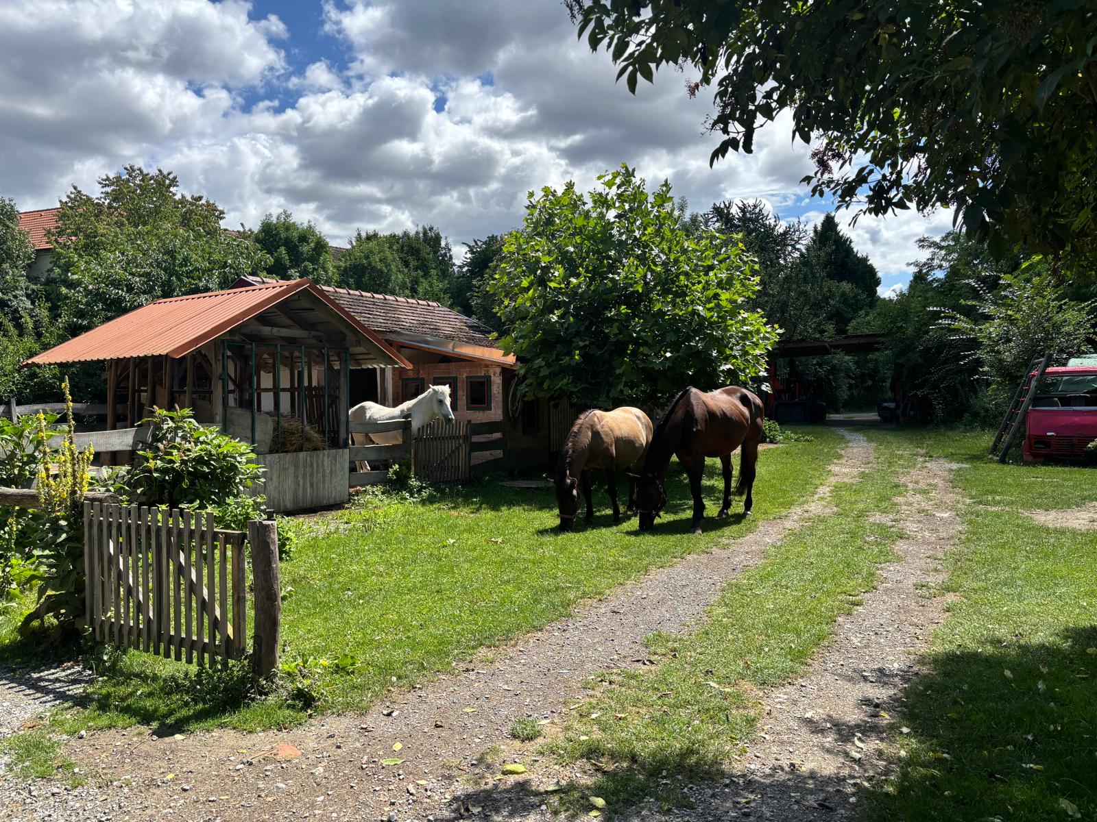Tiergestützte Therapie 