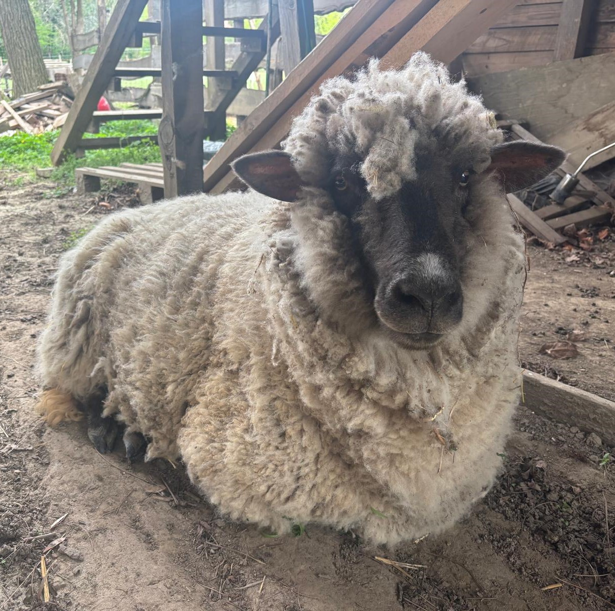 Ronja – Die Mutige im Kleinen