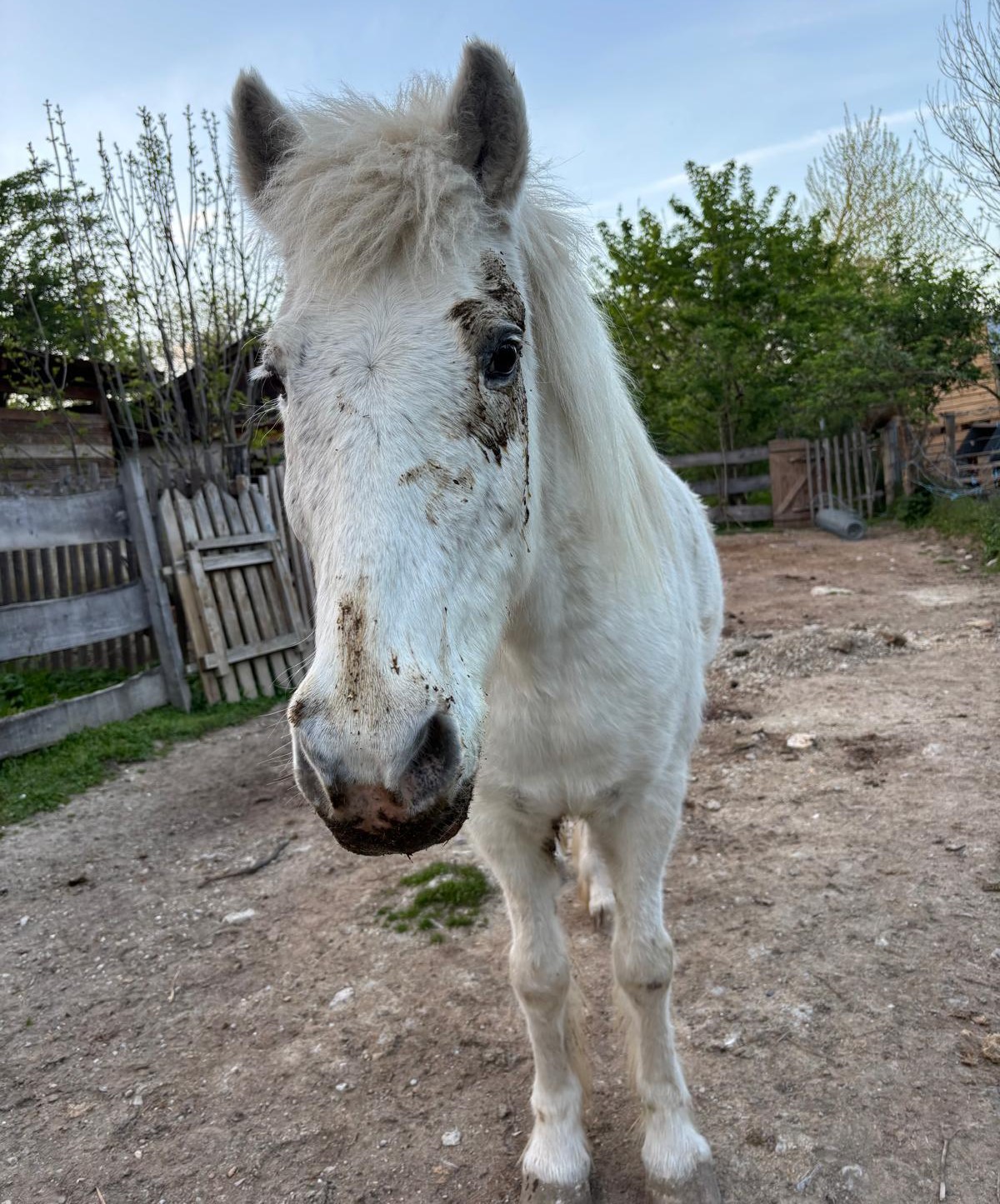 Vikki – Der Wirbelwind